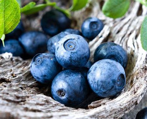 蓝莓一天可以吃多少 - 学术百科 - 学术堂百科