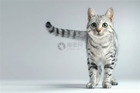 银虎斑猫图片