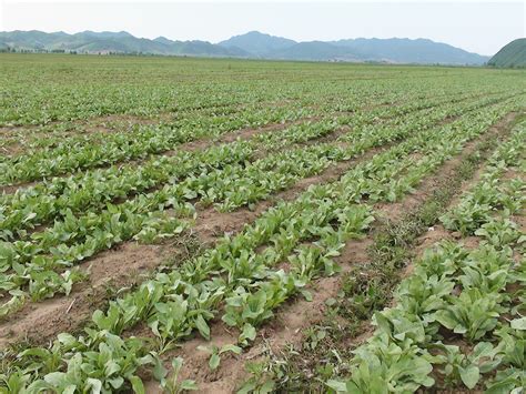 杜尔伯特县板蓝根带动种植结构大调整 - 广东省中草药产业协会
