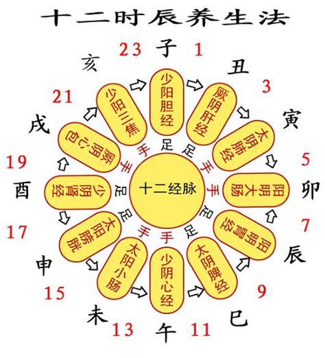 子午流注图图片