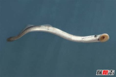 623.麻麻小鱼2(麻麻鳗)电属性~电磁波图片