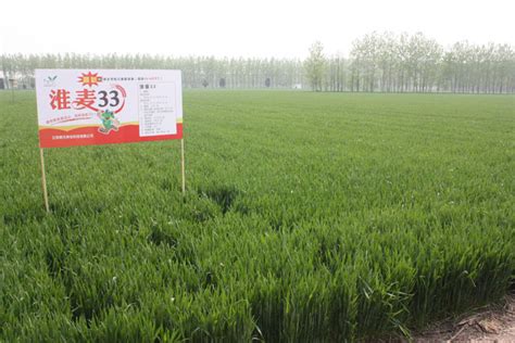 淮麦33安徽市场营销会议成功召开 - 江苏明天种业科技股份有限公司