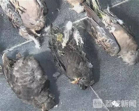 淮安田野惊现“死亡通道”捕鸟网 许多飞鸟被缠绕致死