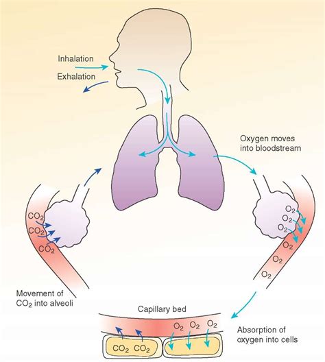 How is Oxygen and Carbon Dioxide Transported in Human Beings? - CBSE ...