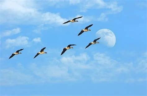蓝色天空中飞翔的大雁摄影高清jpg格式图片下载_熊猫办公