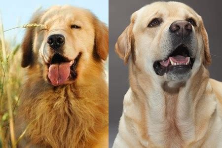 拉布拉多和金毛，哪一种狗狗容易养？为啥那么多人选拉布拉多！ - 知乎