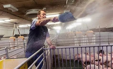 30块的猪肉“吃不起”，为何不让农民养猪？专家说的3点很现实__财经头条