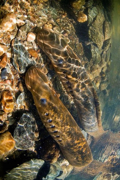 日本七鳃鳗 Lampetra japonica - 物种库 - 国家动物标本资源库