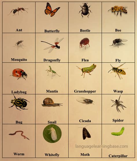 Names of Insects in English with Pictures - learn English,insects ...