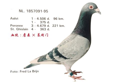 种鸽血统:詹森×慕利门--中国信鸽信息网相册