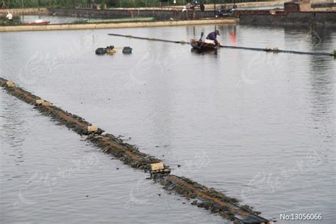 无锡唯一“流水鱼”养殖基地 一条流水槽出产2.5万斤鱼