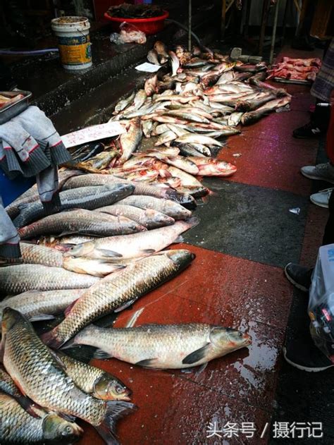 “巴西农贸市场”里“观赏鱼”什么价：银龙鱼好大好便宜