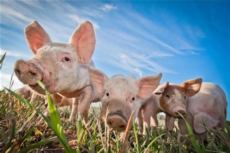 2020年09月25日猪价——最新生猪报价_凤凰网视频_凤凰网