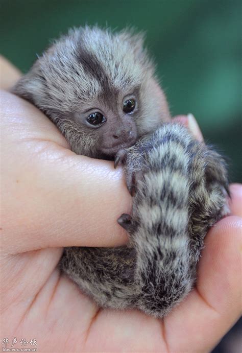 世界上最小的猴子到底有多小？