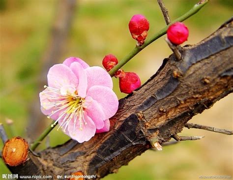 春天盛开的梅花高清图片下载-正版图片501579740-摄图网