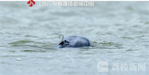 7天2起！鄱阳湖再现死亡江豚 全身缠满渔网_凤凰网视频_凤凰网