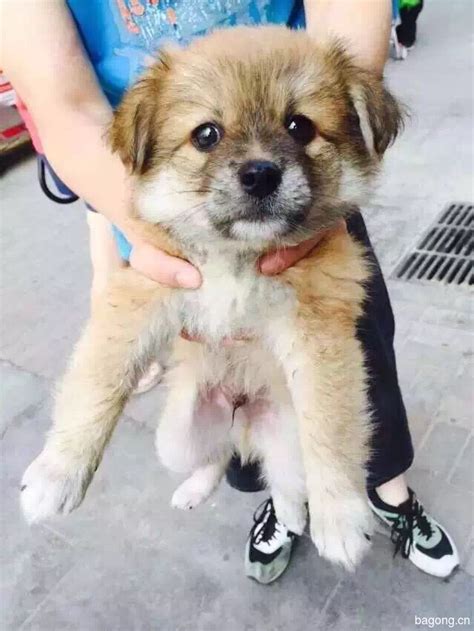 寻求领养狗狗的人 - 家在深圳