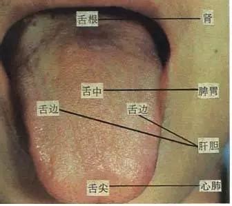 舌头对应五脏图图片