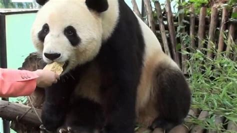 大熊猫窝头是什么食物,大熊猫为什么吃窝窝头,大熊猫的窝(第3页)_大山谷图库