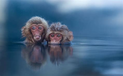 水猴子图片：水猴子水鬼外形,真实水猴子水鬼图片_知秀网