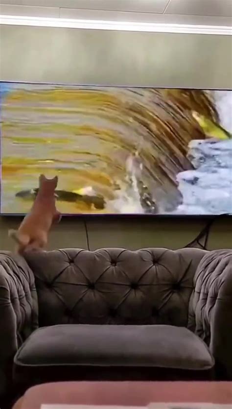 猫咪跟着电视一起锻炼身体，哈哈哈小脑袋一歪一歪的好可爱啊~~~~_新浪新闻