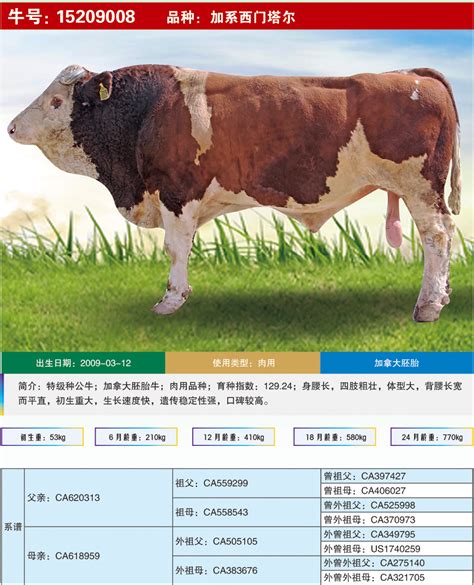 内蒙古日报数字报-通辽市：绘就肉牛产业绿色发展新蓝图
