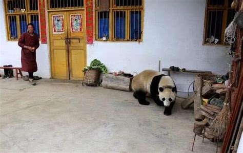 野生大熊猫跑进农民伯伯家找吃的，差点回不去，农民：我养你啊！
