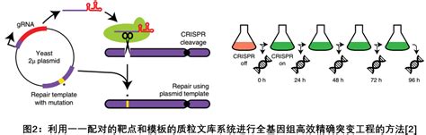 水牛ASIP基因插入突变及其分子鉴定方法和应用