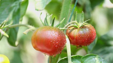治愈！西红柿生长过程你见过吗？泥土地里肆意成长的小番茄