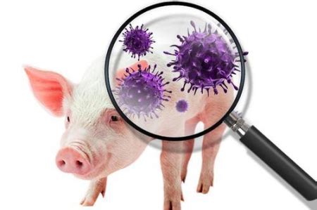 猪病防治大全|猪蓝耳病症状|猪病专业网 - 猪好多网