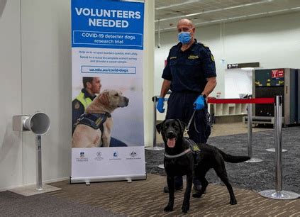 澳洲“新冠探测犬”出动！部署机场试验，或可嗅探出旅客体内病毒_南澳