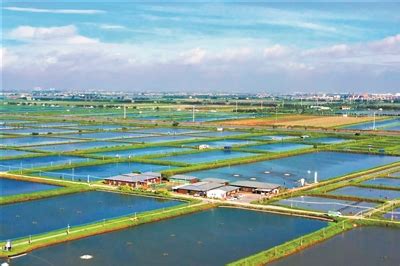 广州番禺：聚力打造高水平渔港经济区