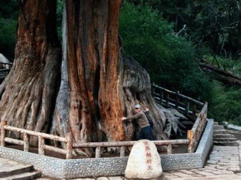 世界最贵的十大树木，日本的绳文杉居第一_巴拉排行榜