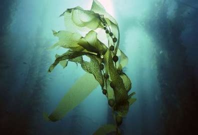 海藻有哪些种类？常见的食用海藻种类盘点 - 惠农网