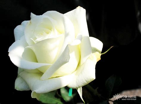 32朵白玫瑰的花语是什么？32朵白玫瑰代表什么意思？-六朵花