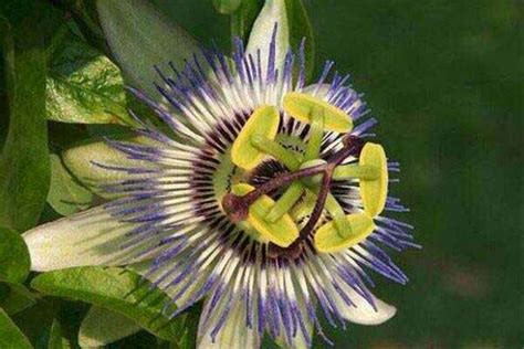 世界上最奇异的植物-花百科