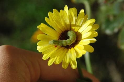 caterpillar-194725_640 | BaleGrow