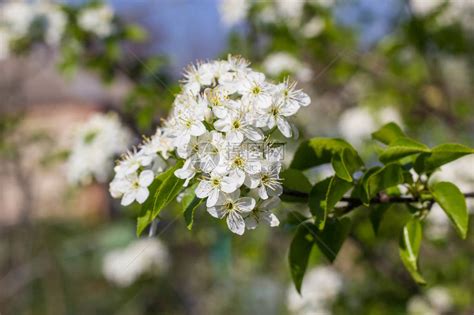春天开花的树开着白花高清图片下载-正版图片507575506-摄图网