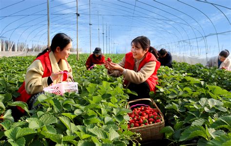 萍乡市麻山镇幸福村草莓地里的“志愿红” | 红色资讯
