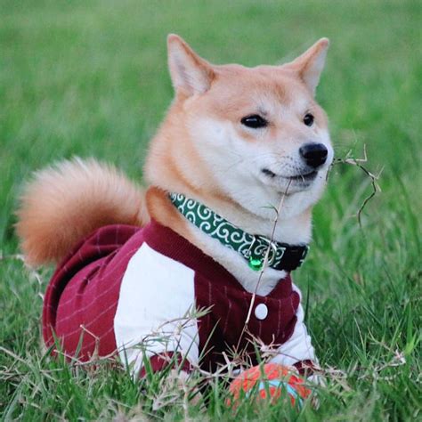 柴犬图片