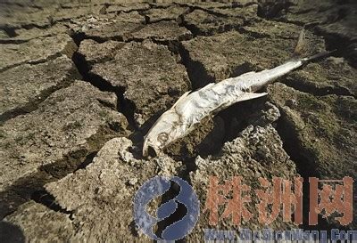 世界水日关注各国缺水现状 土地干涸龟裂触目惊心|阿拉哈巴德|印度|土地_新浪新闻