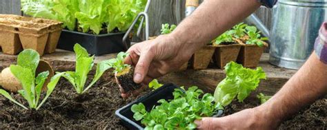 有机营养土阳台种菜专用土种菜土壤家用盆栽蔬菜土泥土种植土肥料-淘宝网