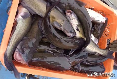 2018年浙江南浔黑鱼价格 - 有想法的农友都在这！
