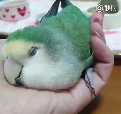小鹦鹉超级粘人，在主人手心眨眼睛，最后安稳地睡着了，好萌啊！