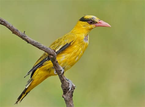 【黄鹂鸟摄影图片】生态摄影_太平洋电脑网摄影部落