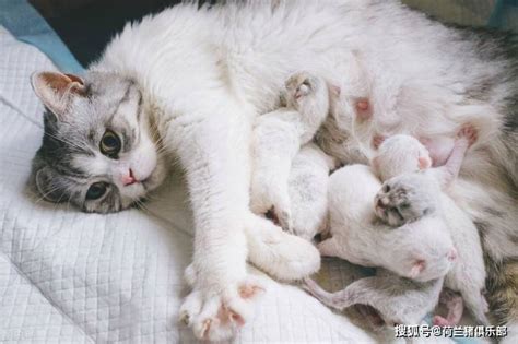 怀孕猫咪多久生宝宝？准猫妈妈养护注意事项 - 胖萌舍宠物网