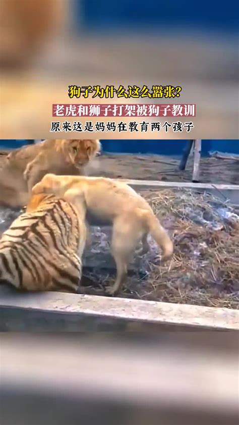 真正的百兽之王？😂老虎和狮子打架被狗子教训-直播吧zhibo8.cc