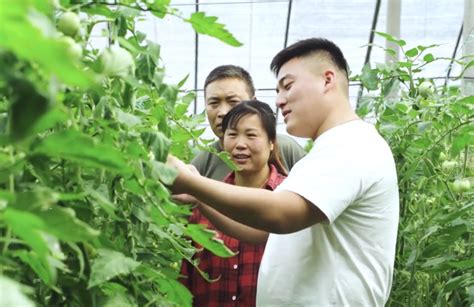 龙胜：避雨栽培促西红柿增产丰收-桂林生活网新闻中心