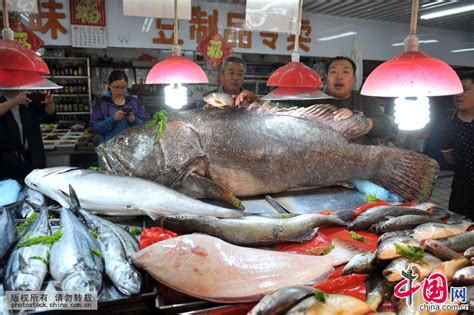山东青岛：305斤巨型石斑鱼称霸海鲜市场[组图]_图片中国_中国网