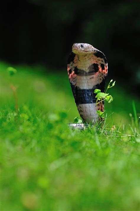 中国十大毒蛇之一的舟山眼镜蛇，学名中华眼镜蛇，大家都认识吗？|眼镜蛇|舟山|蛇毒_新浪新闻